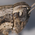 Pezotettix sp.